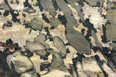 BUITEN BEELD Foto: 245126