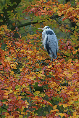 BUITEN BEELD Foto: 245196
