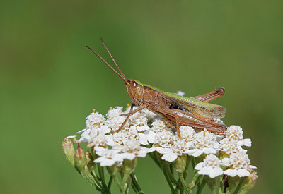 BUITEN BEELD Foto: 245332