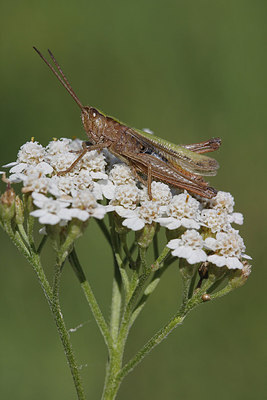 BUITEN BEELD Foto: 245333