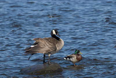 BUITEN BEELD Foto: 245350