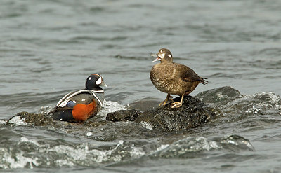 BUITEN BEELD Foto: 245355
