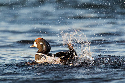 BUITEN BEELD Foto: 245356