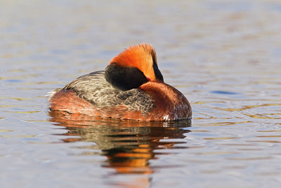 BUITEN BEELD Foto: 245360