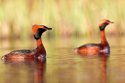 BUITEN BEELD Foto: 245363