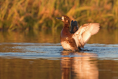 BUITEN BEELD Foto: 245384