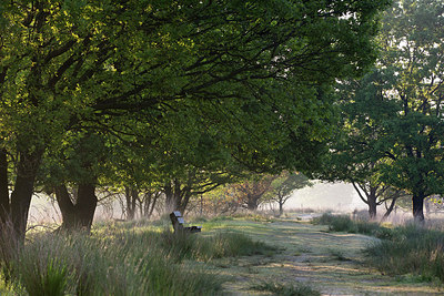 BUITEN BEELD Foto: 245438
