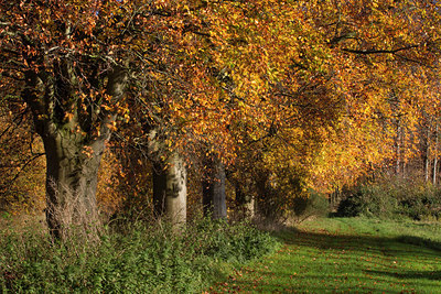 BUITEN BEELD Foto: 245443
