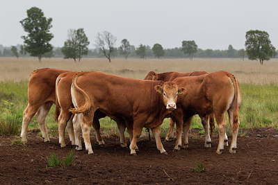 BUITEN BEELD Foto: 245444