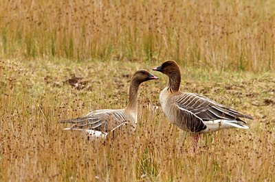 BUITEN BEELD Foto: 245451