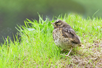 BUITEN BEELD Foto: 245452