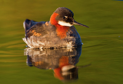 BUITEN BEELD Foto: 245457