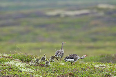 BUITEN BEELD Foto: 245463