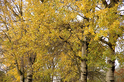 BUITEN BEELD Foto: 245486