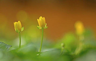 BUITEN BEELD Foto: 245500