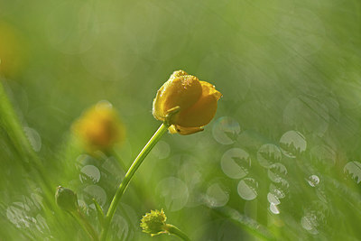 BUITEN BEELD Foto: 245501