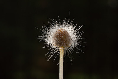 BUITEN BEELD Foto: 245530