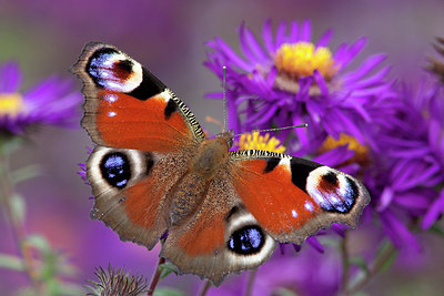 BUITEN BEELD Foto: 245532
