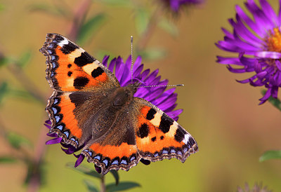 BUITEN BEELD Foto: 245533