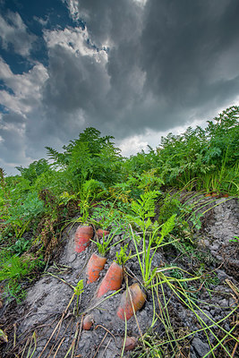 BUITEN BEELD Foto: 245562