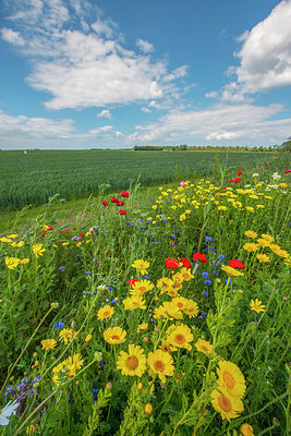BUITEN BEELD Foto: 245576