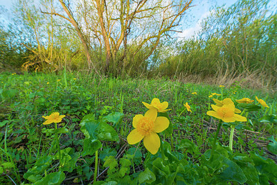 BUITEN BEELD Foto: 245587