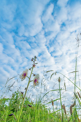 BUITEN BEELD Foto: 245594