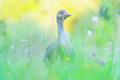 BUITEN BEELD Foto: 245599