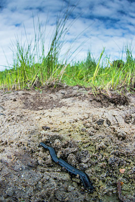 BUITEN BEELD Foto: 245608