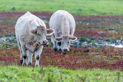 BUITEN BEELD Foto: 245612