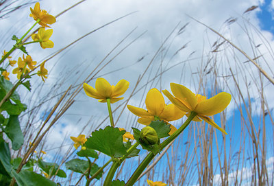 BUITEN BEELD Foto: 245614