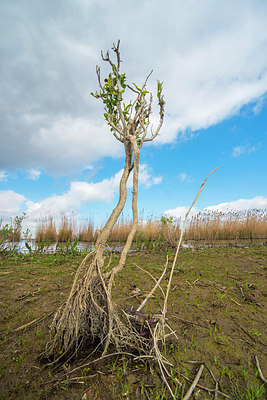 BUITEN BEELD Foto: 245624