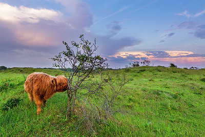 BUITEN BEELD Foto: 245681