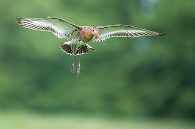 BUITEN BEELD Foto: 245697