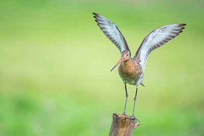 BUITEN BEELD Foto: 245698