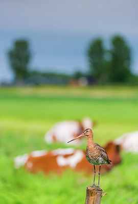 BUITEN BEELD Foto: 245700
