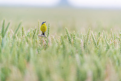 BUITEN BEELD Foto: 245785