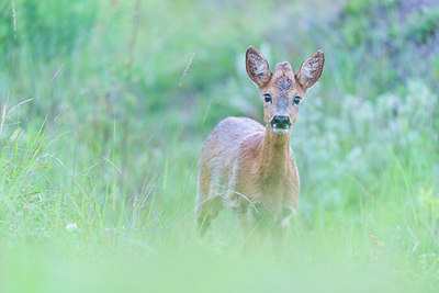 BUITEN BEELD Foto: 245832