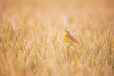 BUITEN BEELD Foto: 245842