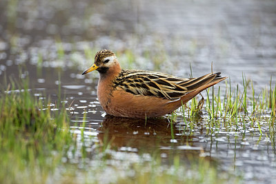 BUITEN BEELD Foto: 245939