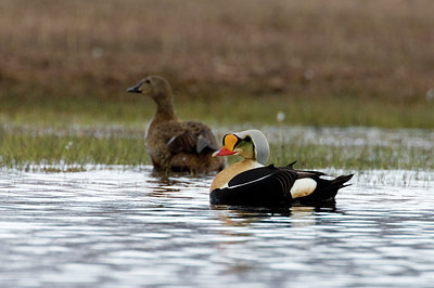 BUITEN BEELD Foto: 245962