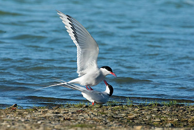 BUITEN BEELD Foto: 245972