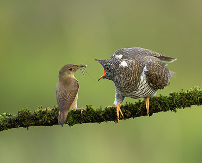 BUITEN BEELD Foto: 245983