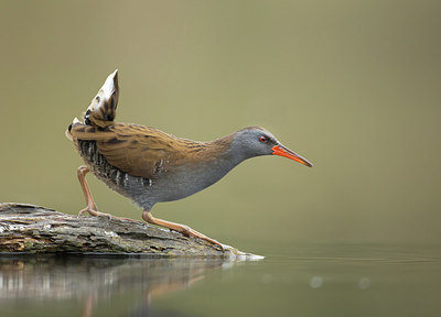 BUITEN BEELD Foto: 245987
