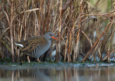BUITEN BEELD Foto: 245989