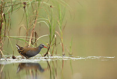 BUITEN BEELD Foto: 245990