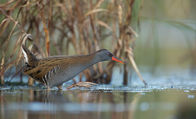 BUITEN BEELD Foto: 245991