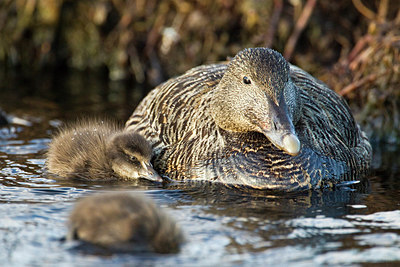 BUITEN BEELD Foto: 246021