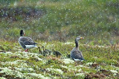 BUITEN BEELD Foto: 246024