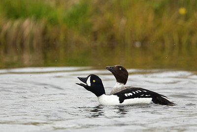 BUITEN BEELD Foto: 246025